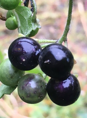 LILEK ČERNÝ (Solanum nigrum) – ZRAJÍCÍ PLODENSTVÍ – FOTO: Marta Knauerová
