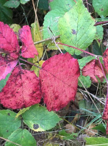 OSTRUŽINÍK (Rubus spp.) bez bližšího určení – FOTO: Marta Knauerová