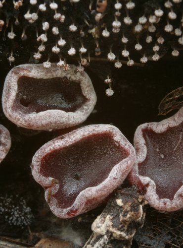 ČIHOVITKA VĚTŠÍ – Ascocoryne cylichnium – FOTO: Martin Kříž