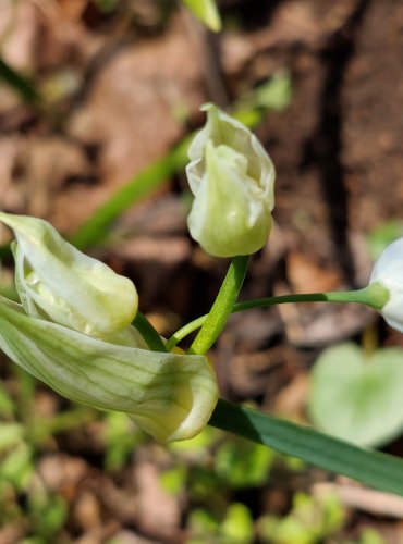 ČESNEK PODIVNÝ (Allium paradoxum) FOTO: Marta Knauerová