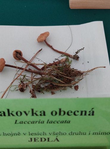 LAKOVKA OBECNÁ (Laccaria laccata) 