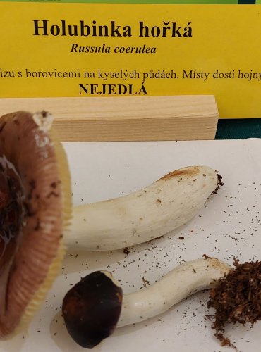 HOLUBINKA HOŘKÁ (Russula caerulea) FOTO: Marta Knauerová, 22.9.2023