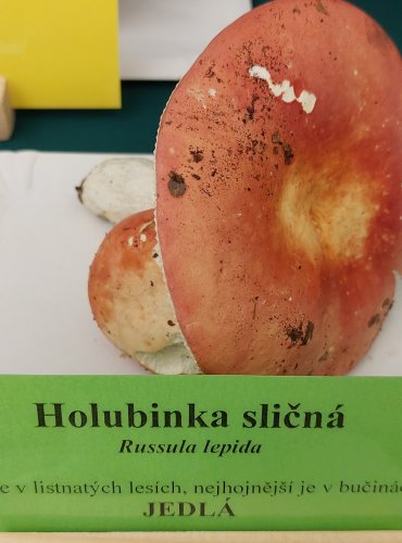 HOLUBINKA SLIČNÁ (Russula rosea) FOTO: Marta Knauerová, 22.9.2023