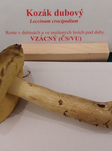 KOZÁK DUBOVÝ (Leccinum crocipodium) zapsán v Červeném seznamu hub (makromycetů) České republiky v kategorii VU – zranitelný druh, FOTO: Marta Knauerová, 22.9.2023