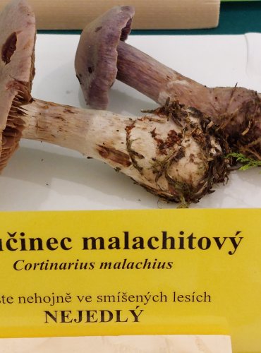 PAVUČINEC MALACHITOVÝ (Cortinarius malachius) FOTO: Marta Knauerová, 22.9.2023