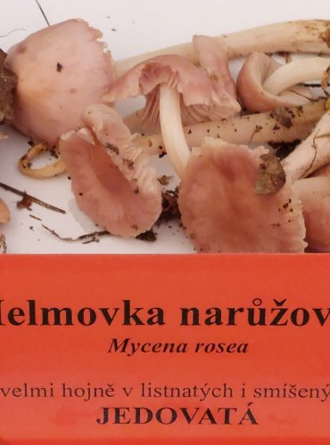 HELMOVKA NARŮŽOVĚLÁ (Mycena rosea) FOTO: Marta Knauerová, 22.9.2023