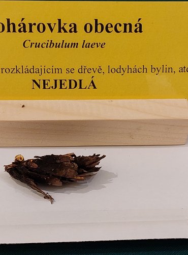 POHÁROVKA OBECNÁ (Crucibulum laeve) FOTO: Marta Knauerová, 22.9.2023