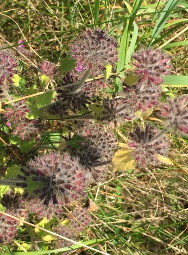 KLINOPÁD OBECNÝ (Clinopodium vulgare) ZRAJÍCÍ PLODENSTVÍ – FOTO: Marta Knauerová