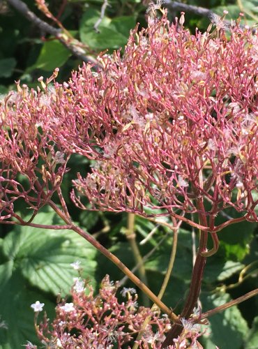 KOZLÍK LÉKAŘSKÝ (Valeriana officinalis) ZRAJÍCÍ PLODENSTVÍ – FOTO: Marta Knauerová