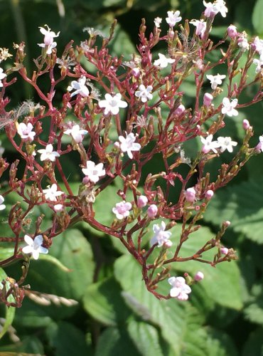 KOZLÍK LÉKAŘSKÝ (Valeriana officinalis) ZRAJÍCÍ PLODENSTVÍ – FOTO: Marta Knauerová