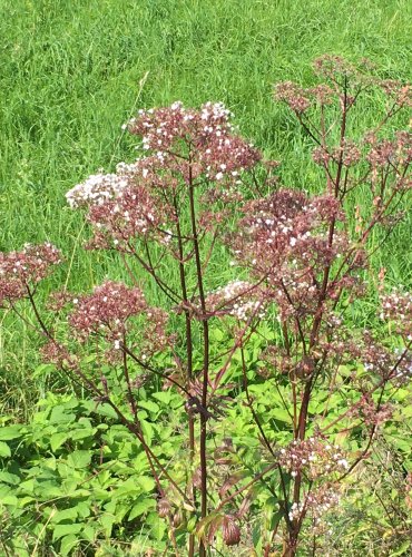 KOZLÍK LÉKAŘSKÝ (Valeriana officinalis) ZRAJÍCÍ PLODENSTVÍ – FOTO: Marta Knauerová