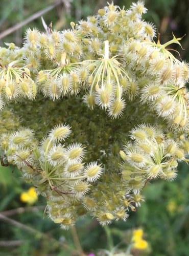 MRKEV OBECNÁ (Daucus carota) ZRAJÍCÍ PLODENSTVÍ – FOTO: Marta Knauerová