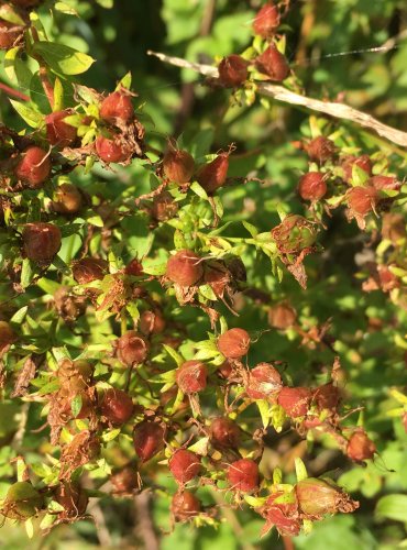 TŘEZALKA TEČKOVANÁ (Hypericum perforatum) ZRAJÍCÍ PLODENSTVÍ – FOTO: Marta Knauerová