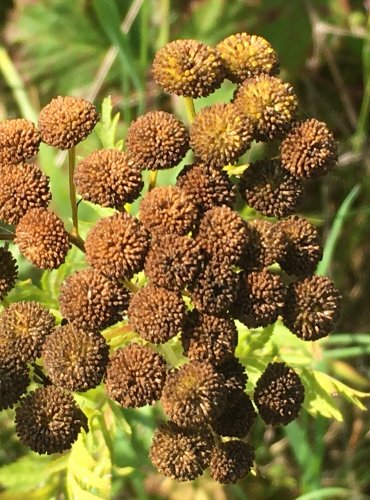 VRATIČ OBECNÝ (Tanacetum vulgare) ZRALÉ PLODENSTVÍ – FOTO: Marta Knauerová