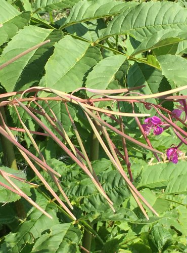 VRBOVKA ÚZKOLISTÁ (Epilobium angustifolium) ZRAJÍCÍ PLODENSTVÍ – FOTO: Marta Knauerová
