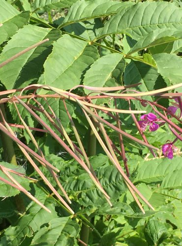 VRBOVKA ÚZKOLISTÁ (Epilobium angustifolium) ZRAJÍCÍ PLODENSTVÍ – FOTO: Marta Knauerová