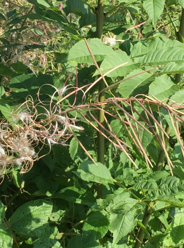 VRBOVKA ÚZKOLISTÁ (Epilobium angustifolium) ZRAJÍCÍ PLODENSTVÍ – FOTO: Marta Knauerová