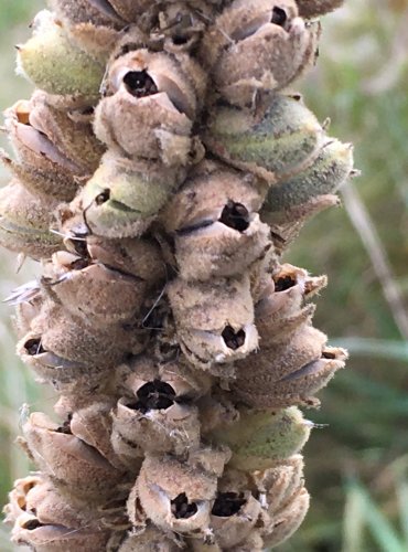 DIVIZNA MALOKVĚTÁ (Verbascum thapsus) ZRALÉ PLODENSTVÍ – FOTO: Marta Knauerová