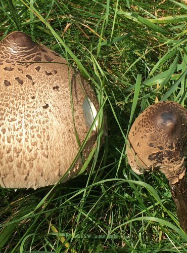 BEDLA VYSOKÁ (Macrolepiota procera) FOTO: Marta Knauerová