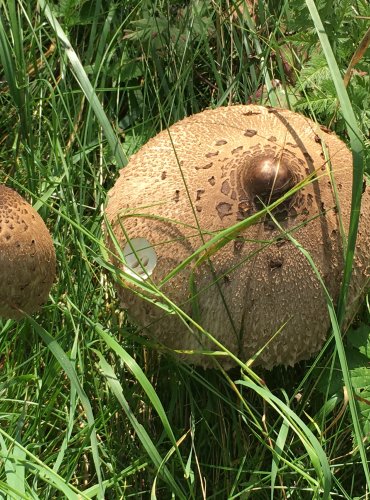 BEDLA VYSOKÁ (Macrolepiota procera) FOTO: Marta Knauerová