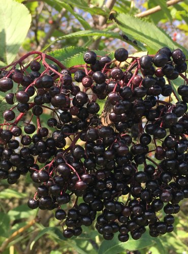 BEZ ČERNÝ (Sambucus nigra) – ZRALÉ PLODY – FOTO: Marta Knauerová