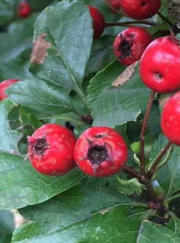 HLOH (Crataegus spp.) bez bližšího určení – ZRALÉ PLODY – FOTO: Marta Knauerová