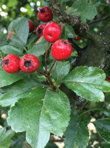 HLOH (Crataegus spp.) bez bližšího určení – ZRALÉ PLODY – FOTO: Marta Knauerová