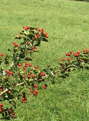 HLOH (Crataegus spp.) bez bližšího určení, ZRALÉ PLODY – FOTO: Marta Knauerová