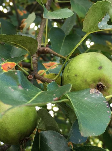 HRUŠEŇ (Pyrus spp.) bez bližšího určení – NEZRALÉ PLODY – FOTO: Marta Knauerová