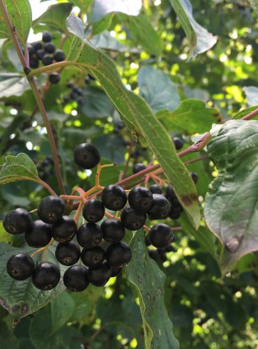 SVÍDA KRVAVÁ (Cornus sanguinea) – ZRALÉ PLODY – FOTO: Marta Knauerová