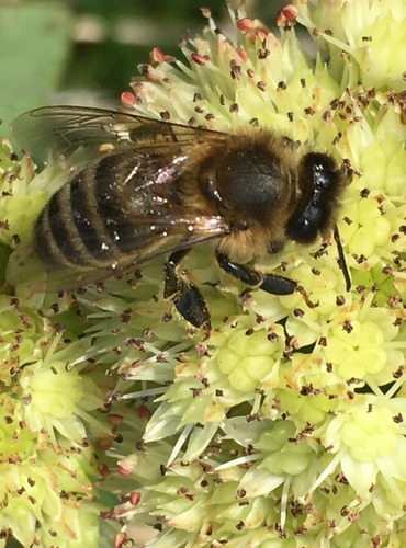 VČELA MEDONOSNÁ (Apis mellifica) FOTO: Marta Knauerová