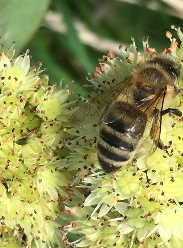 VČELA MEDONOSNÁ (Apis mellifica) FOTO: Marta Knauerová