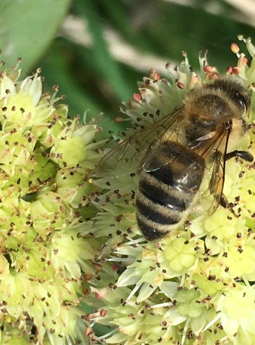 VČELA MEDONOSNÁ (Apis mellifica) FOTO: Marta Knauerová