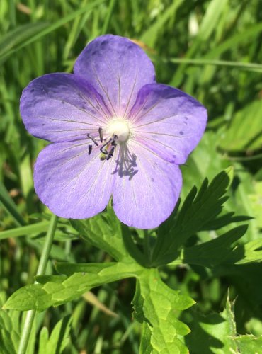 KAKOST LUČNÍ (Geranium pratense) FOTO: Marta Knauerová