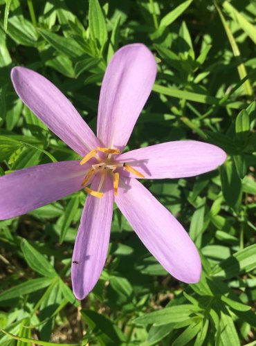 OCÚN JESENNÍ (Colchicum autumnale) FOTO: Marta Knauerová