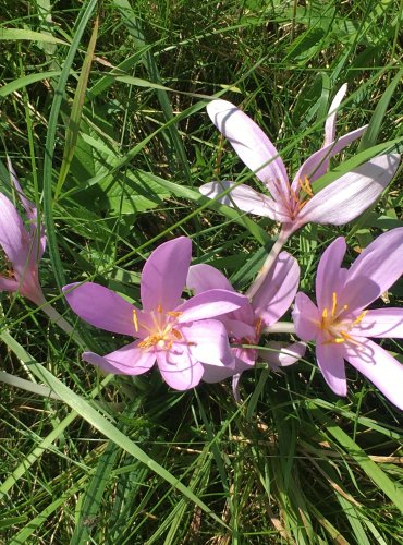 OCÚN JESENNÍ (Colchicum autumnale) FOTO: Marta Knauerová