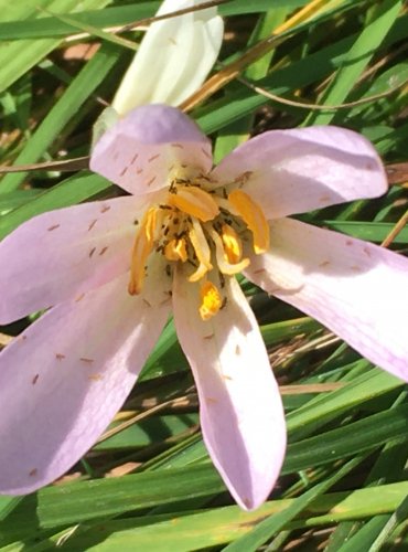 OCÚN JESENNÍ (Colchicum autumnale) FOTO: Marta Knauerová