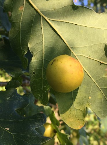 HÁLKA VYTVOŘENÁ ŽLABATKOU DUBOVOU – DUB LETNÍ (Quercus robur) – FOTO: Marta Knauerová