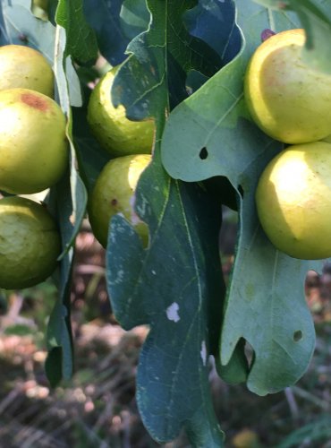 HÁLKY VYTVOŘENÉ ŽLABATKOU DUBOVOU – DUB LETNÍ (Quercus robur) – FOTO: Marta Knauerová