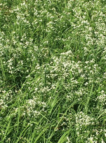 SVÍZEL SEVERNÍ (Galium boreale) FOTO: Marta Knauerová