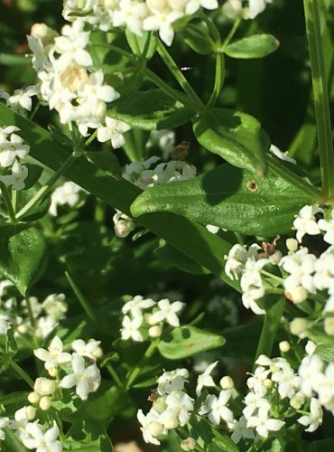 SVÍZEL SEVERNÍ (Galium boreale) FOTO: Marta Knauerová