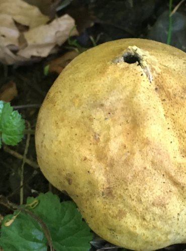 PESTŘEC (Scleroderma spp.) – bez bližšího určení – FOTO: Marta Knauerová