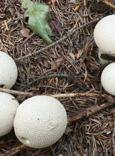 PÝCHAVKA OBECNÁ (Lycoperdon perlatum) FOTO: Marta Knauerová