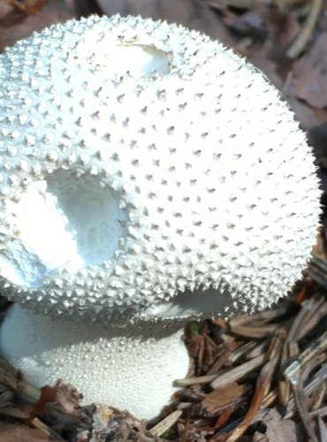 PÝCHAVKA OBECNÁ (Lycoperdon perlatum) FOTO: Marta Knauerová