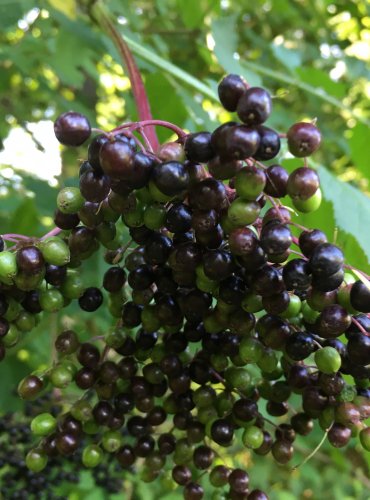 BEZ ČERNÝ (Sambucus nigra) – ZRAJÍCÍ PLODENSTVÍ – FOTO: Marta Knauerová