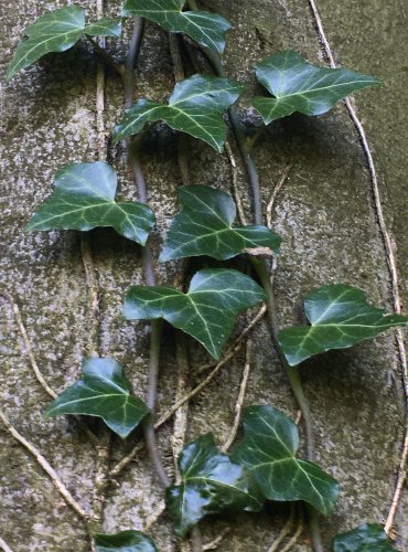 BŘEČŤAN POPÍNAVÝ (Hedera helix) FOTO: Marta Knauerová