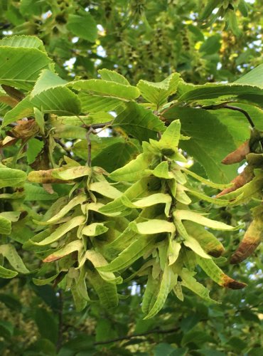 HABR OBECNÝ (Carpinus betulus) – ZRAJÍCÍ PLODENSTVÍ – FOTO: Marta Knauerová