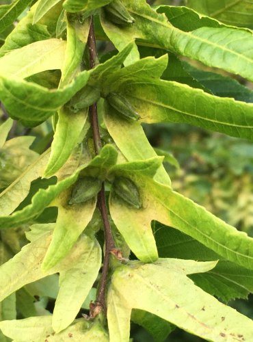 HABR OBECNÝ (Carpinus betulus) – ZRAJÍCÍ PLODENSTVÍ – FOTO: Marta Knauerová