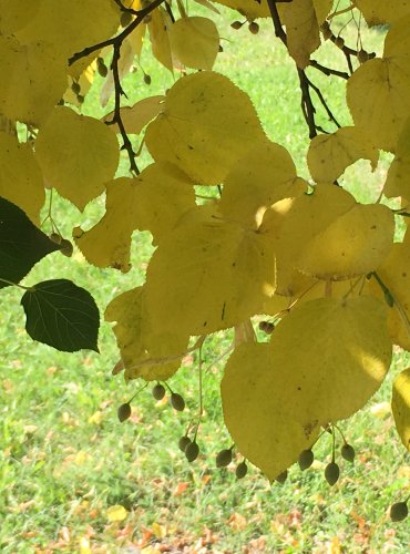 LÍPA SRDČITÁ (Tilia cordata) – ZRAJÍCÍ PLODENSTVÍ – FOTO: Marta Knauerová