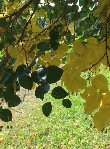 LÍPA SRDČITÁ (Tilia cordata) FOTO: Marta Knauerová